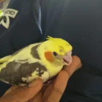 عروس هلندی نر آشتی رودان