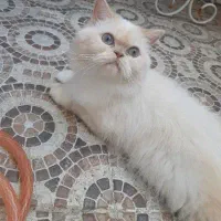 گربه پرشین عروسکی