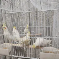 عروس هلندی نر و ماده