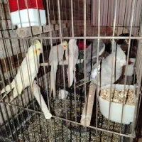 5تاعروس هلندی