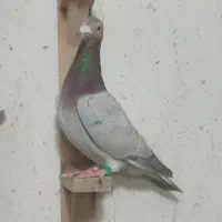 جوجه دانخور پرشی