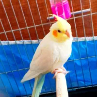 عروس هلندی فول دستی|پرنده|ابهر, |دیوار