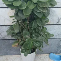 گل قاشق|گل و گیاه طبیعی|زنجان, |دیوار