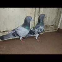 گربه ای پلاکی