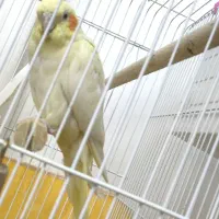 عروس هلندی ماده و جوجه