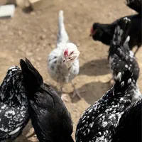 مرغ و خروس گلین اصیل