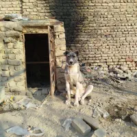 واگذاری سگ|سگ|قم, تعویض پلاک|دیوار