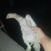 جوجه لاری نژاد اوشامو و افغان|حیوانات مزرعه|مشهد, شهرک رازی (شهرک غرب)|دیوار
