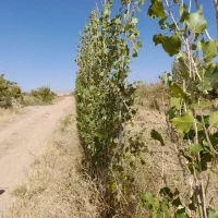 فروس باغ|فروش زمین و ملک کلنگی|زنجانرود, |دیوار