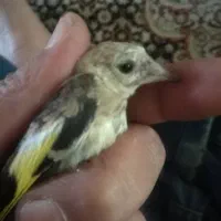 جوجه سهره نر تعداد