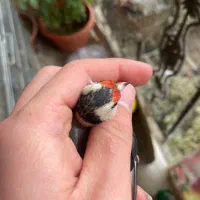 سهره دورگ داغسر|پرنده|تهران, جی|دیوار