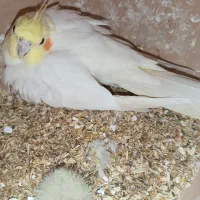 عروس هلندی نر