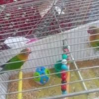 جفت برزیلی نرماده اماده