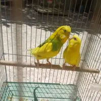 مرغ عشق نژاد خاص و خوش قیمت و یک عروس هلندی نر