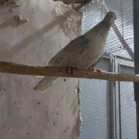 کبوتر|پرنده|میبد, |دیوار