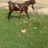 نربز افغانی