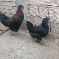 مرغ خروس