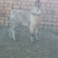 بزغاله دوبری