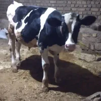 گاوآبستن و گوساله