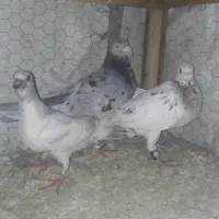 کبوتر سرور خووب|پرنده|شیراز, سیاه سنگ|دیوار