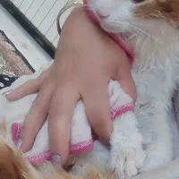 دو عدد گربه نر و ماده کاملا دستی|گربه|اصفهان, باغ فدک|دیوار