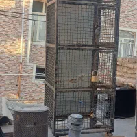 قفس جفت کنی