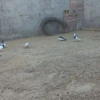 یک جفت دمی عتیقه|پرنده|گتوند, |دیوار