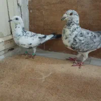 کبوتر|پرنده|تربت‌حیدریه, باغ ملی|دیوار