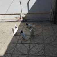 سه عدد طوقی