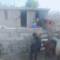 بزجوان|حیوانات مزرعه|بهبهان, |دیوار