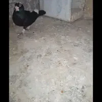 پلنگ سیاه واکسی