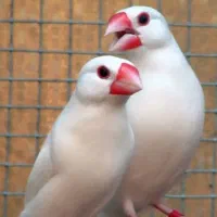 فنچ نرگسی