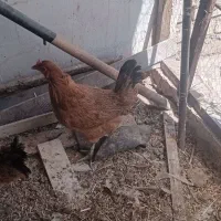 ۴عدد مرغ تخم گذار|حیوانات مزرعه|اقبالیه, |دیوار