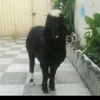 بره نر قوچی