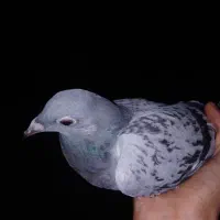 کفتر جوجه سبز