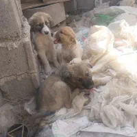 توله سگ نگهبان|سگ|رشتخوار, |دیوار