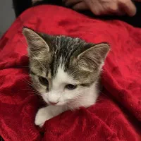 واگذاری گربه|گربه|ارومیه, |دیوار