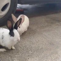 یک جفت خرگوش نر و ماده