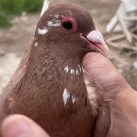 ماده گلی پلنگ