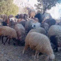 گوسفند جهت فروش|حیوانات مزرعه|لوداب, |دیوار