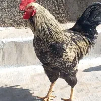 خروس جوان|حیوانات مزرعه|قم, نیروگاه|دیوار