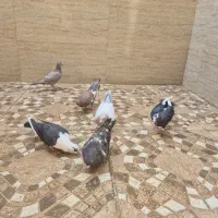 فروش یا معاوضه کفتر