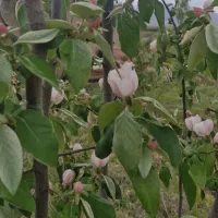به یک کارگر جهت کاشت درخت نیازمندیم
