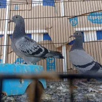 جوجه پلاکی