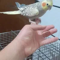 نروماده عروس هلندی دستی