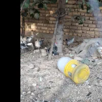 مرغ و خروس گلین اصل|حیوانات مزرعه|بیضا, |دیوار