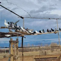 کفتر مسافتی