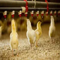 کارگر ساده مرغداری