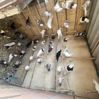 کفتر تهرانی گنجه بر