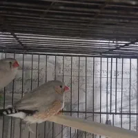 جوجه|پرنده|اهواز, کوی آغاجاری|دیوار